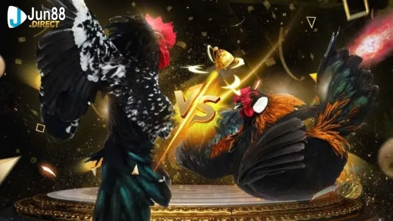 Đá Gà Trực Tiếp Thomo