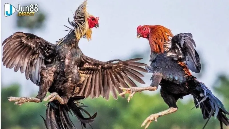 gà chọi đẹp nhất thế giớ