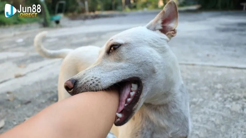 Sổ mơ chó cắn: Giải mã giấc mơ thấy chó cắn – Điềm báo gì?